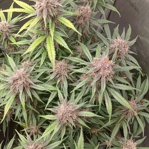 Lemon Cherry Cookies  #3 growlog timeline photo