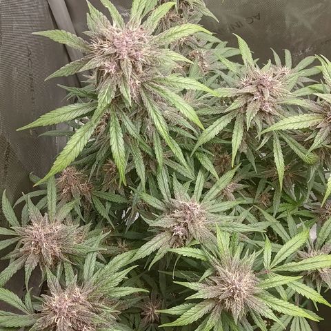 Lemon Cherry Cookies  #1 growlog timeline photo