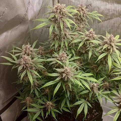 Lemon Cherry Cookies  #1 growlog timeline photo