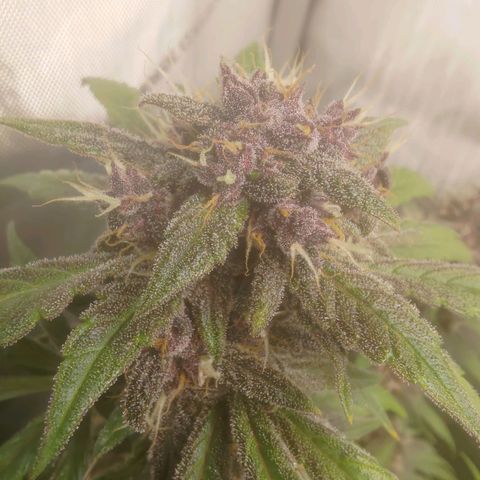 Lemon Cherry Cookies  #1 growlog timeline photo