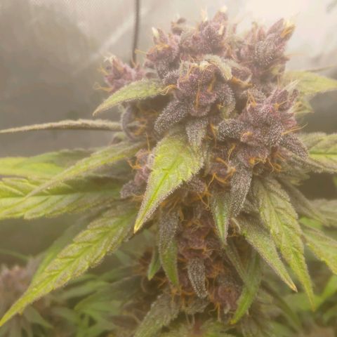 Lemon Cherry Cookies  #2 growlog timeline photo