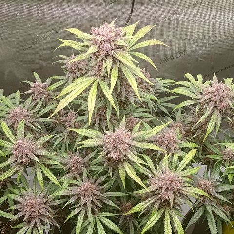 Lemon Cherry Cookies  #2 growlog timeline photo