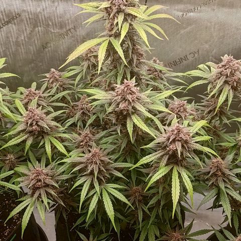 Lemon Cherry Cookies  #2 growlog timeline photo