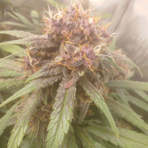 Lemon Cherry Cookies  #3 growlog timeline photo
