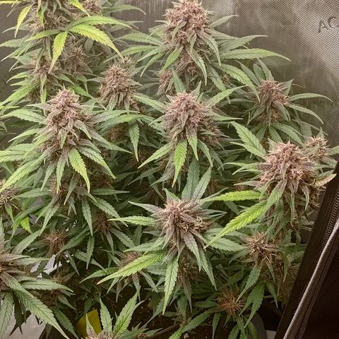 Lemon Cherry Cookies  #3 growlog timeline photo