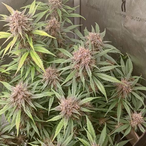 Lemon Cherry Cookies  #3 growlog timeline photo