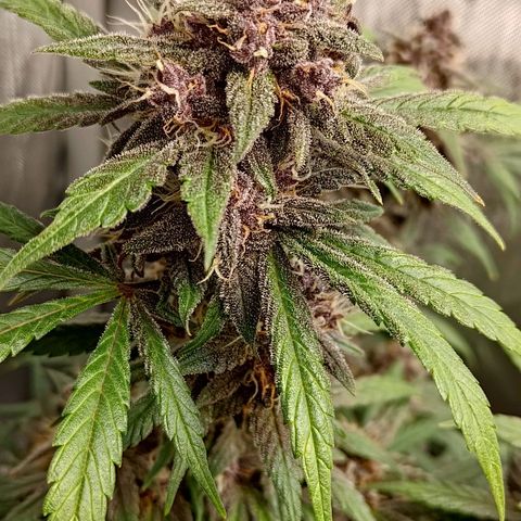 Lemon Cherry Cookies  #1 growlog timeline photo
