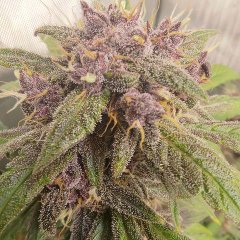 Lemon Cherry Cookies  #1 growlog timeline photo