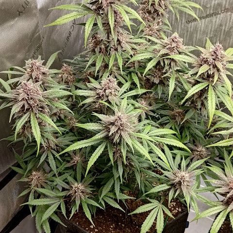 Lemon Cherry Cookies  #1 growlog timeline photo