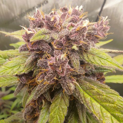 Lemon Cherry Cookies  #2 growlog timeline photo