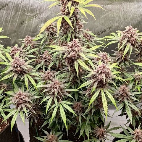 Lemon Cherry Cookies  #2 growlog timeline photo