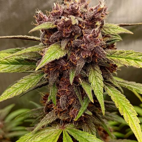 Lemon Cherry Cookies  #2 growlog timeline photo