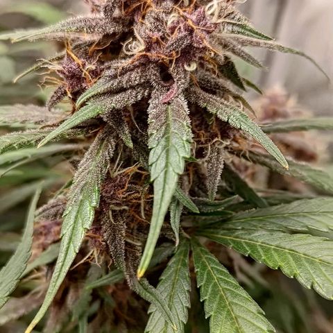 Lemon Cherry Cookies  #3 growlog timeline photo