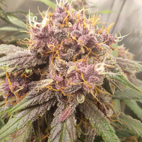 Lemon Cherry Cookies  #3 growlog timeline photo