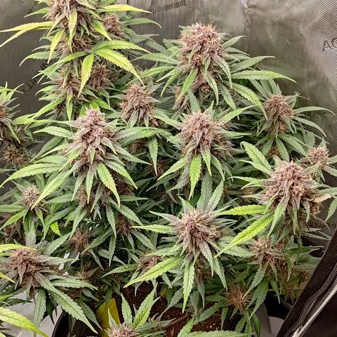 Lemon Cherry Cookies  #3 growlog timeline photo