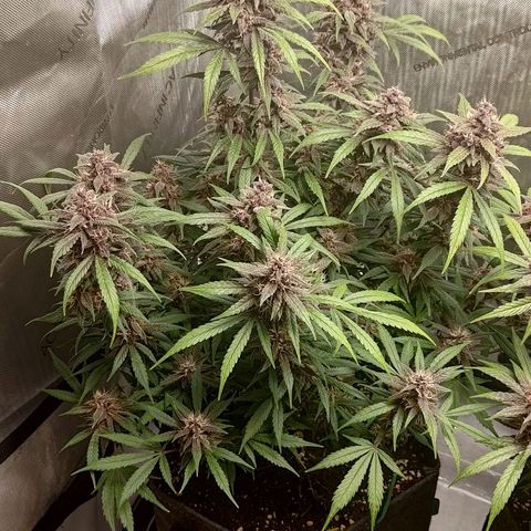 Lemon Cherry Cookies  #1 growlog timeline photo