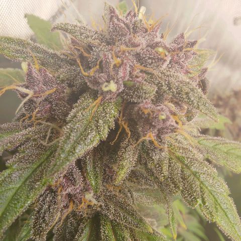 Lemon Cherry Cookies  #1 growlog timeline photo