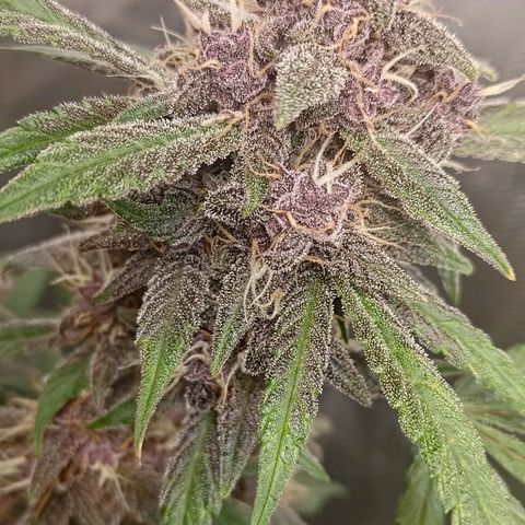 Lemon Cherry Cookies  #1 growlog timeline photo