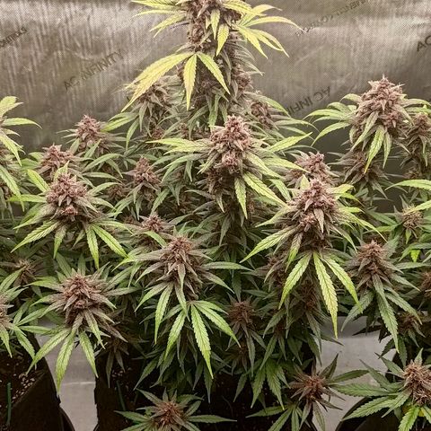 Lemon Cherry Cookies  #2 growlog timeline photo