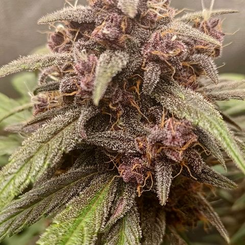 Lemon Cherry Cookies  #2 growlog timeline photo