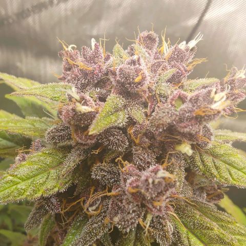Lemon Cherry Cookies  #2 growlog timeline photo