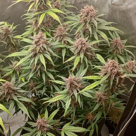 Lemon Cherry Cookies  #3 growlog timeline photo