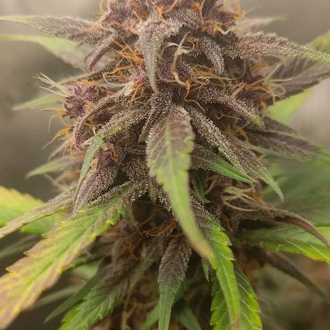 Lemon Cherry Cookies  #3 growlog timeline photo