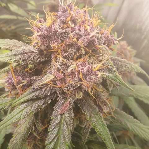 Lemon Cherry Cookies  #3 growlog timeline photo