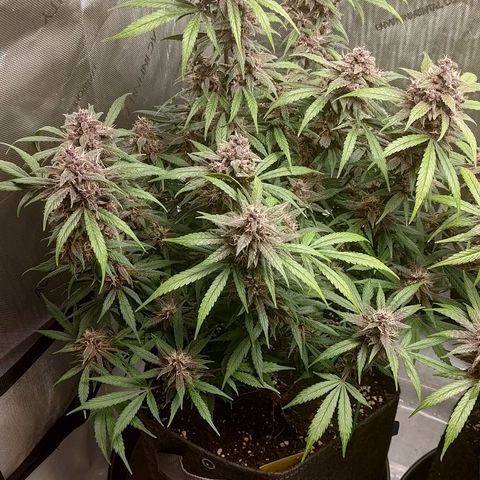 Lemon Cherry Cookies  #1 growlog timeline photo