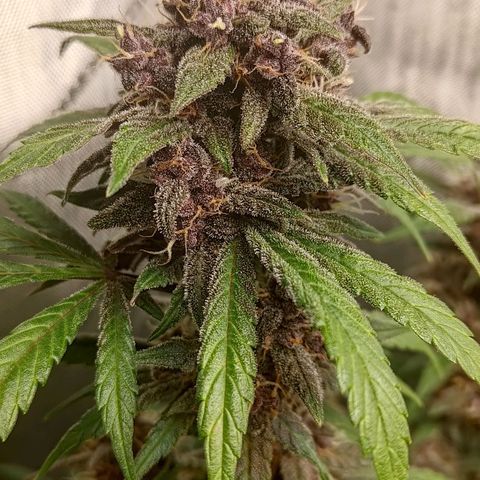 Lemon Cherry Cookies  #1 growlog timeline photo