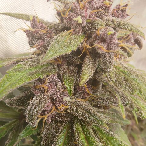 Lemon Cherry Cookies  #1 growlog timeline photo
