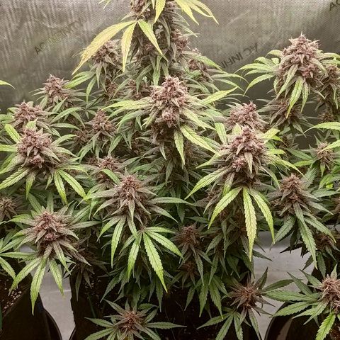 Lemon Cherry Cookies  #2 growlog timeline photo