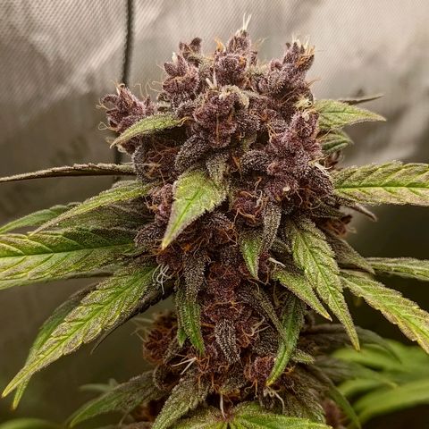 Lemon Cherry Cookies  #2 growlog timeline photo