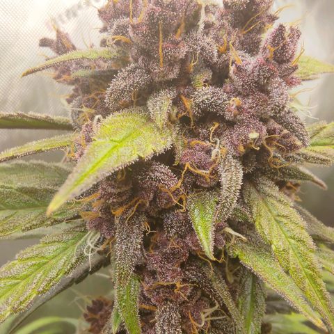 Lemon Cherry Cookies  #2 growlog timeline photo