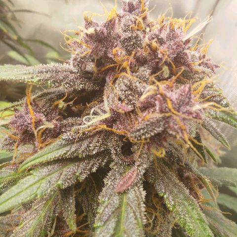 Lemon Cherry Cookies  #3 growlog timeline photo