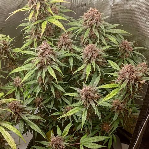 Lemon Cherry Cookies  #3 growlog timeline photo