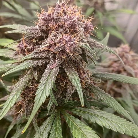 Lemon Cherry Cookies  #3 growlog timeline photo