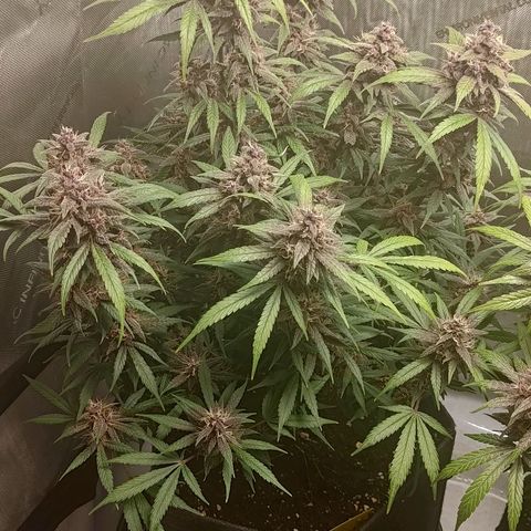 Lemon Cherry Cookies  #1 growlog timeline photo