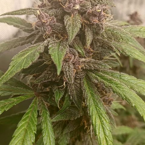 Lemon Cherry Cookies  #1 growlog timeline photo