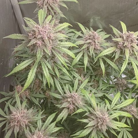 Lemon Cherry Cookies  #1 growlog timeline photo