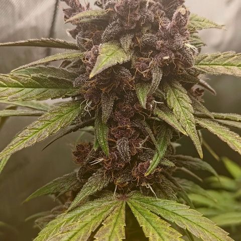 Lemon Cherry Cookies  #2 growlog timeline photo