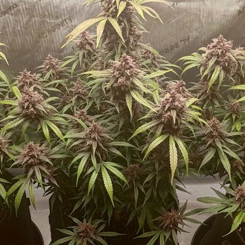 Lemon Cherry Cookies  #2 growlog timeline photo