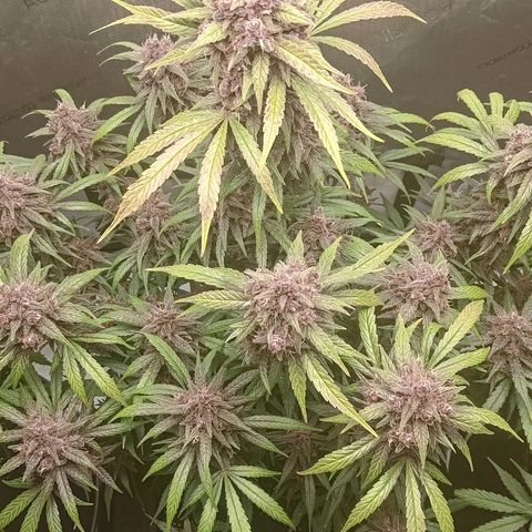 Lemon Cherry Cookies  #2 growlog timeline photo
