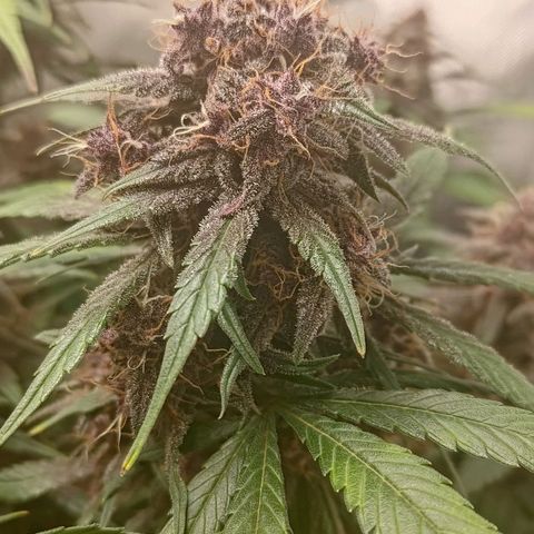 Lemon Cherry Cookies  #3 growlog timeline photo