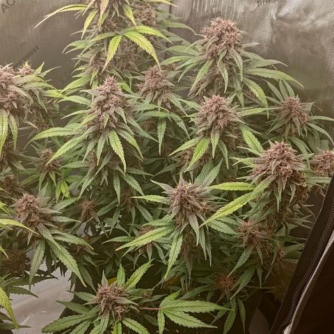Lemon Cherry Cookies  #3 growlog timeline photo