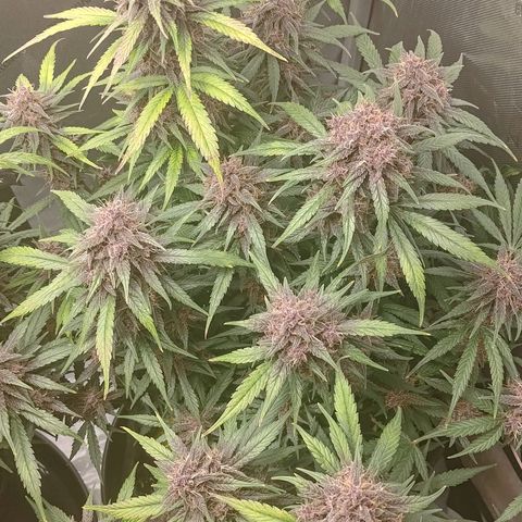 Lemon Cherry Cookies  #3 growlog timeline photo
