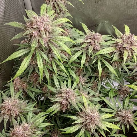Lemon Cherry Cookies  #1 growlog timeline photo