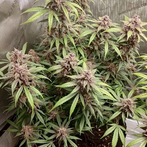 Lemon Cherry Cookies  #1 growlog timeline photo