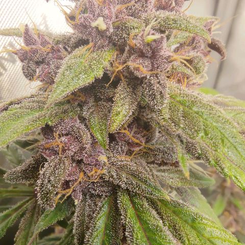 Lemon Cherry Cookies  #1 growlog timeline photo