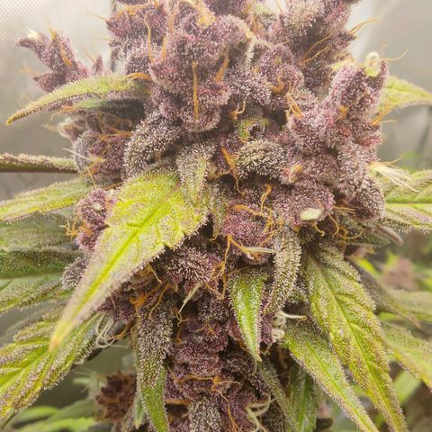 Lemon Cherry Cookies  #2 growlog timeline photo